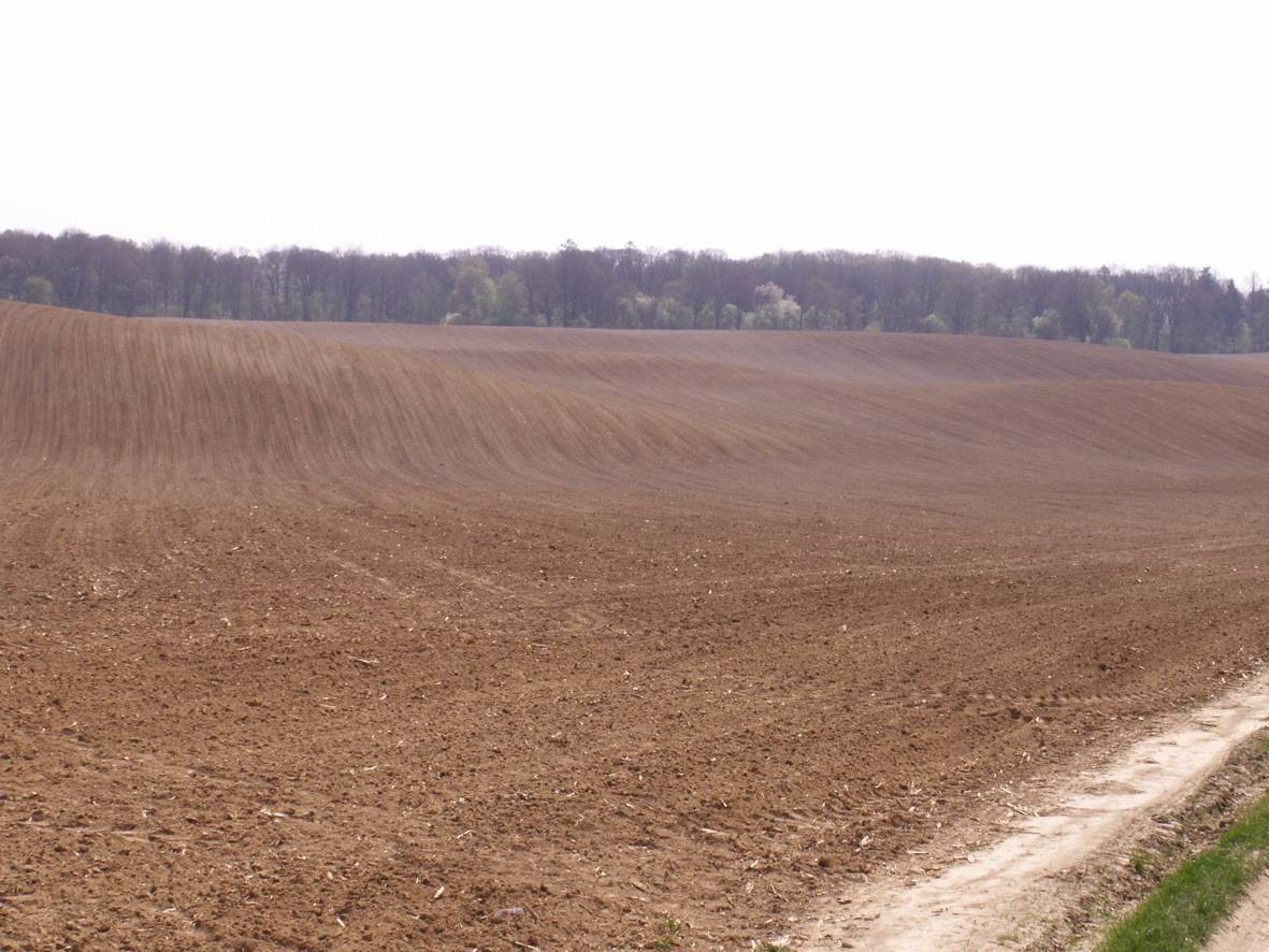 Undulating fields on Trzebnica Hills